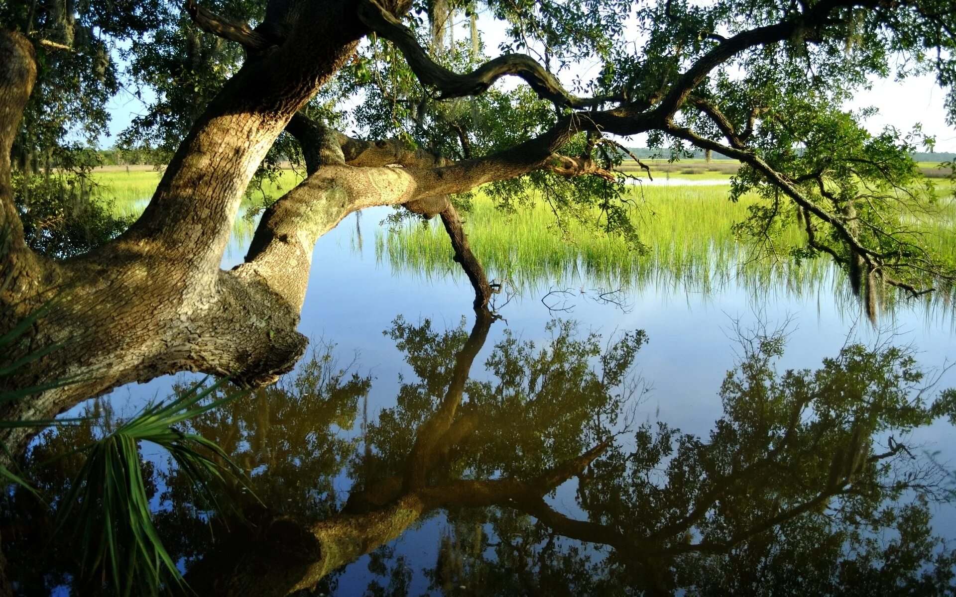 Природа сома. Дерево над озером. Дерево у реки. Дерево у воды. Дерево над водой.