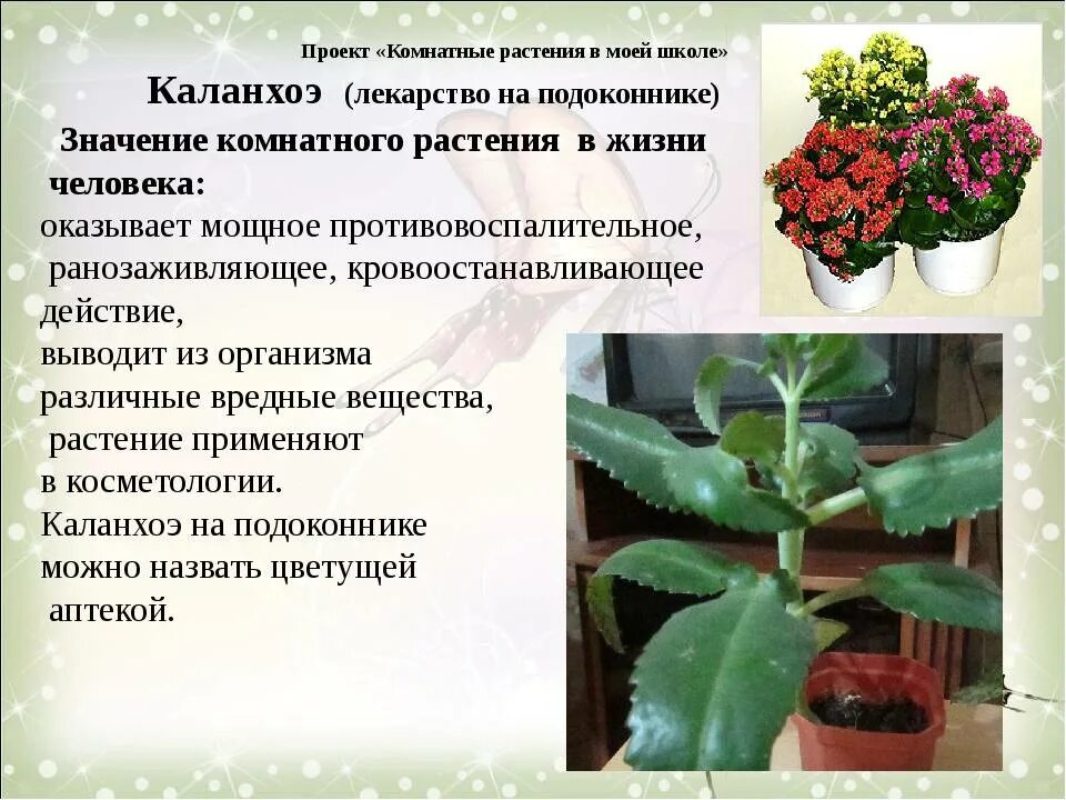 Каланхоэ цветок описание. Растения «каланхоэ каландива. Каланхоэ значение цветка. Каланхоэ лечебное растение комнатное. Каланхоэ значение цветка.