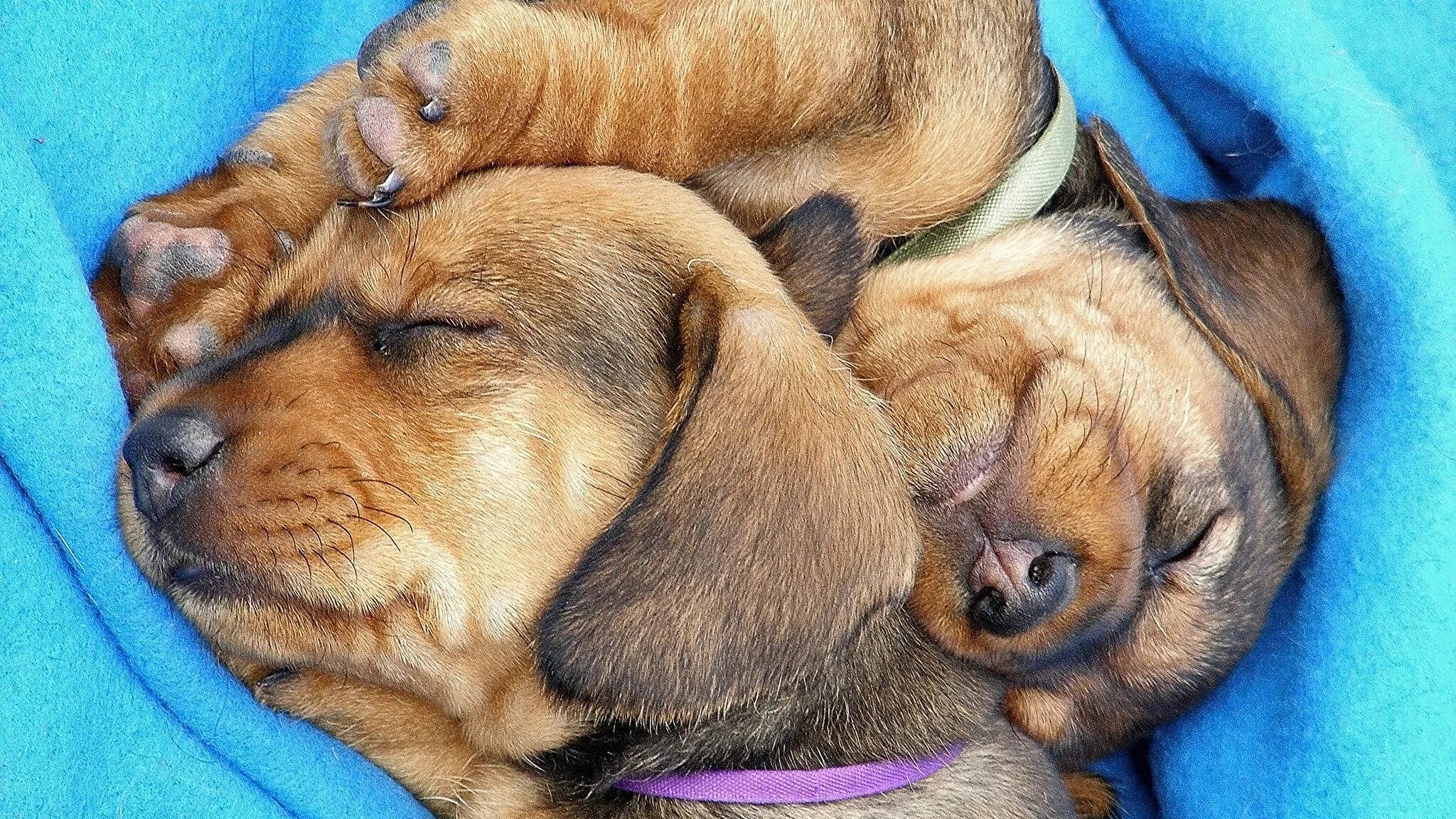 Спящие щенки. Милые спящие животные. Спящие на животе.