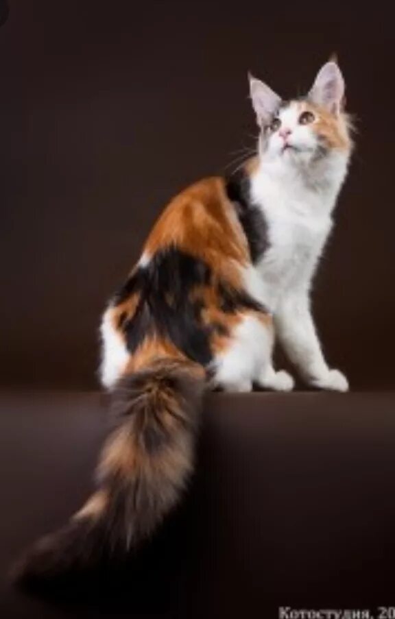 Кошка окрас серо бело рыжий. Трёхцветная кошка Мейн кун. Мейн кун Калико. Черепаховая кошка Мейн кун. Кошка трехцветная мэйкун.