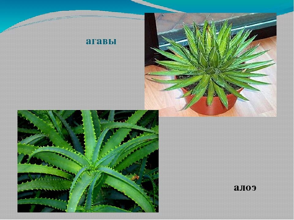 (aloe arborescens miller). Алоэ остистое. Алоэ древовидное столетник. Чем отличается алоэ от столетника. Чем отличается алоэ от столетника.