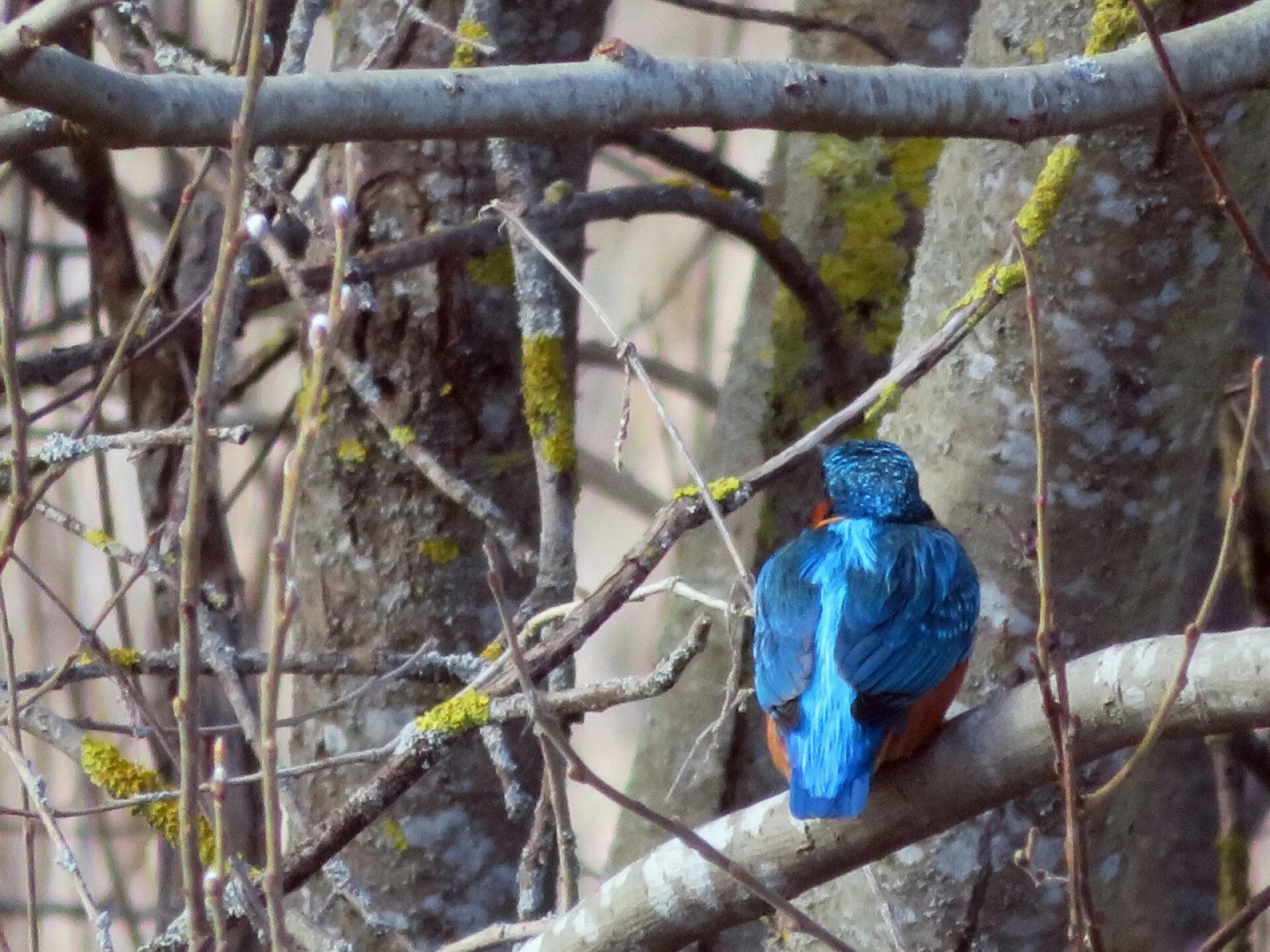 лес синей птицы. птичка голубая сиалия. лес синей птицы. сиалия лазурная птица. ленобласть птица с голубыми.