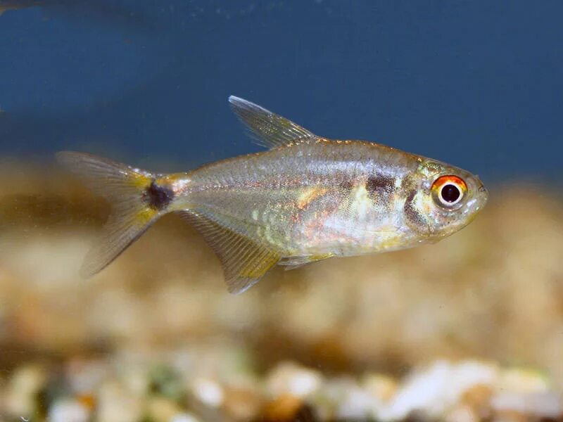 Black Phantom Tetra � Hyphessobrycon megalopterus The Trop Company Fish, Beautif