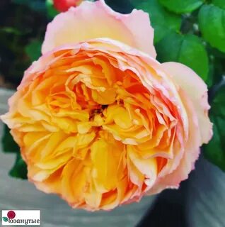 Well rose