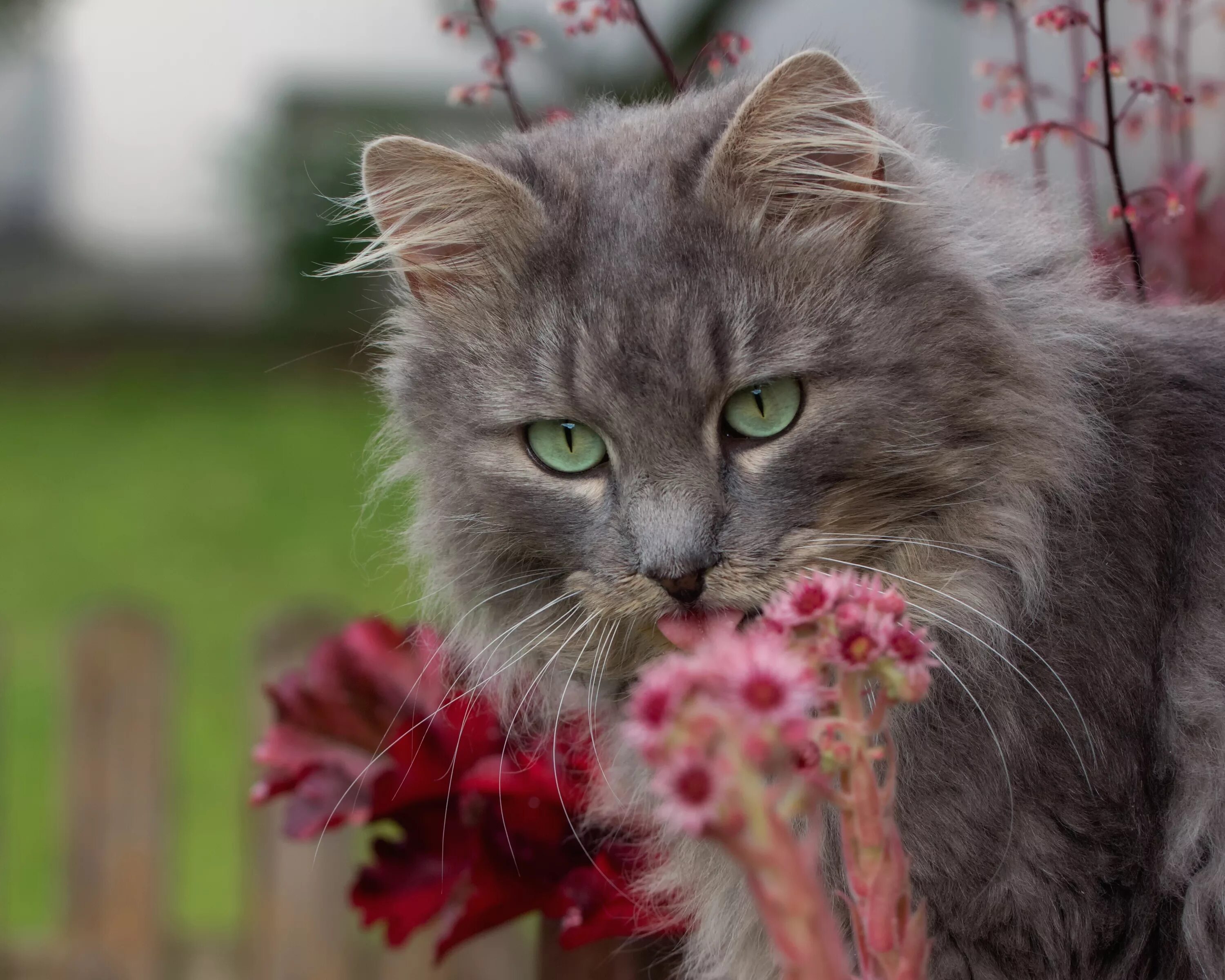 Красивые кошки. Котенок с цветами. Котик с цветочком. Красивая кошка в цветах. Красивый цвет кошек