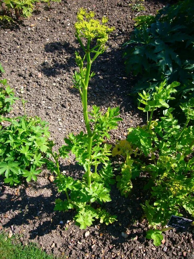 Pastinaca sativa - Image of an specimen - Plantarium