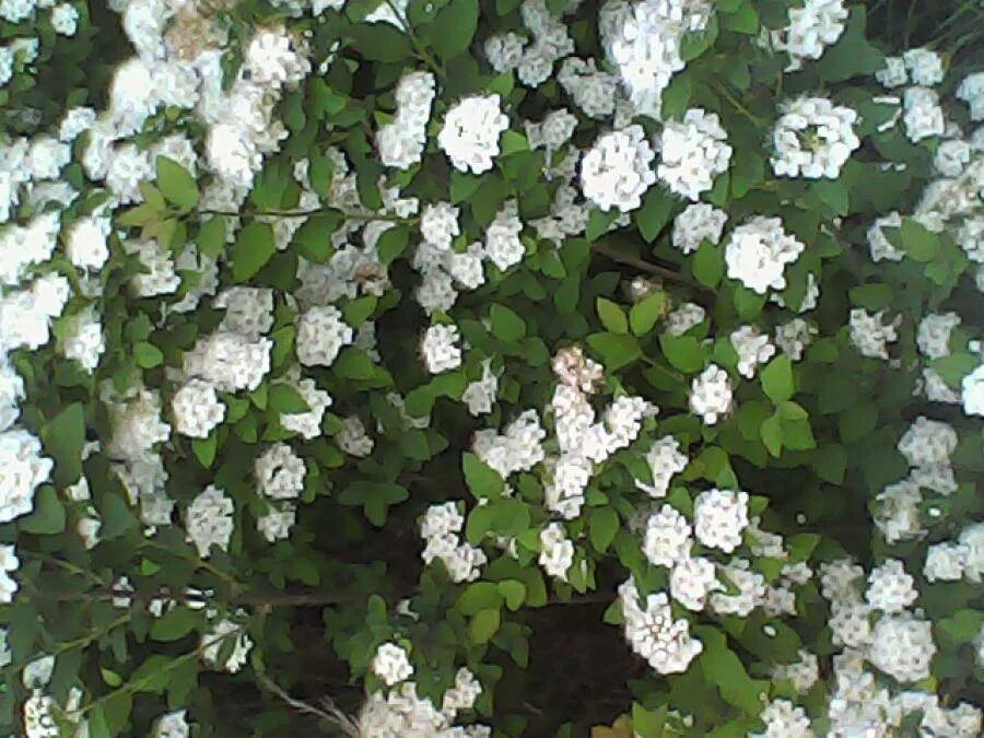 Белая цветет в мае. Дейция и Фотергилла. Дейция изгородь. Fothergilla gardenii. Белоцветюший кустарник.