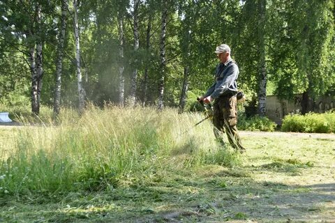 Лесник скосил