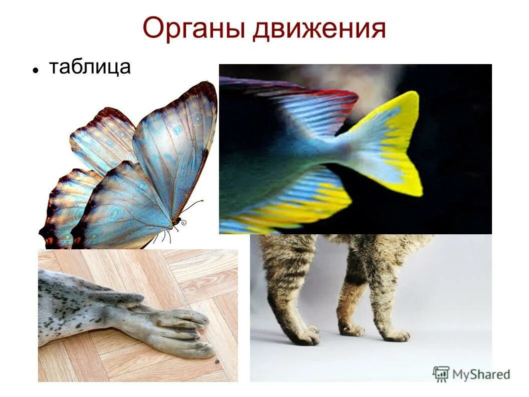 Способы движения животных. Способы передвижения животных. Органы движения животных. Органы движения позвоночных животных. Органы движения животных.