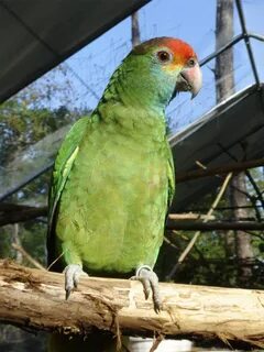 Домашний амазон