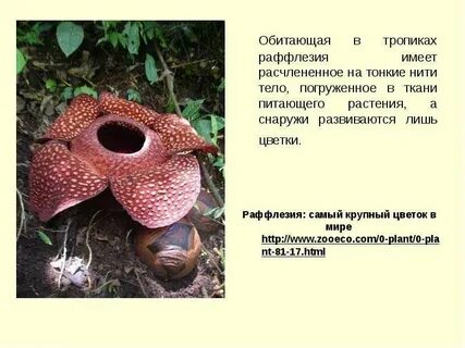Раффлезия это паразит