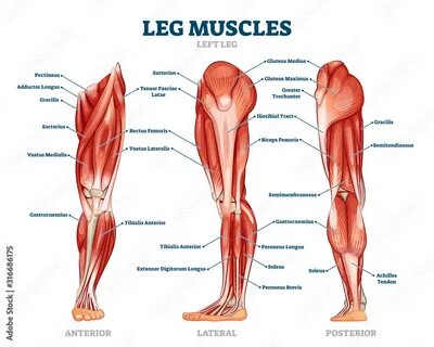 Leg post