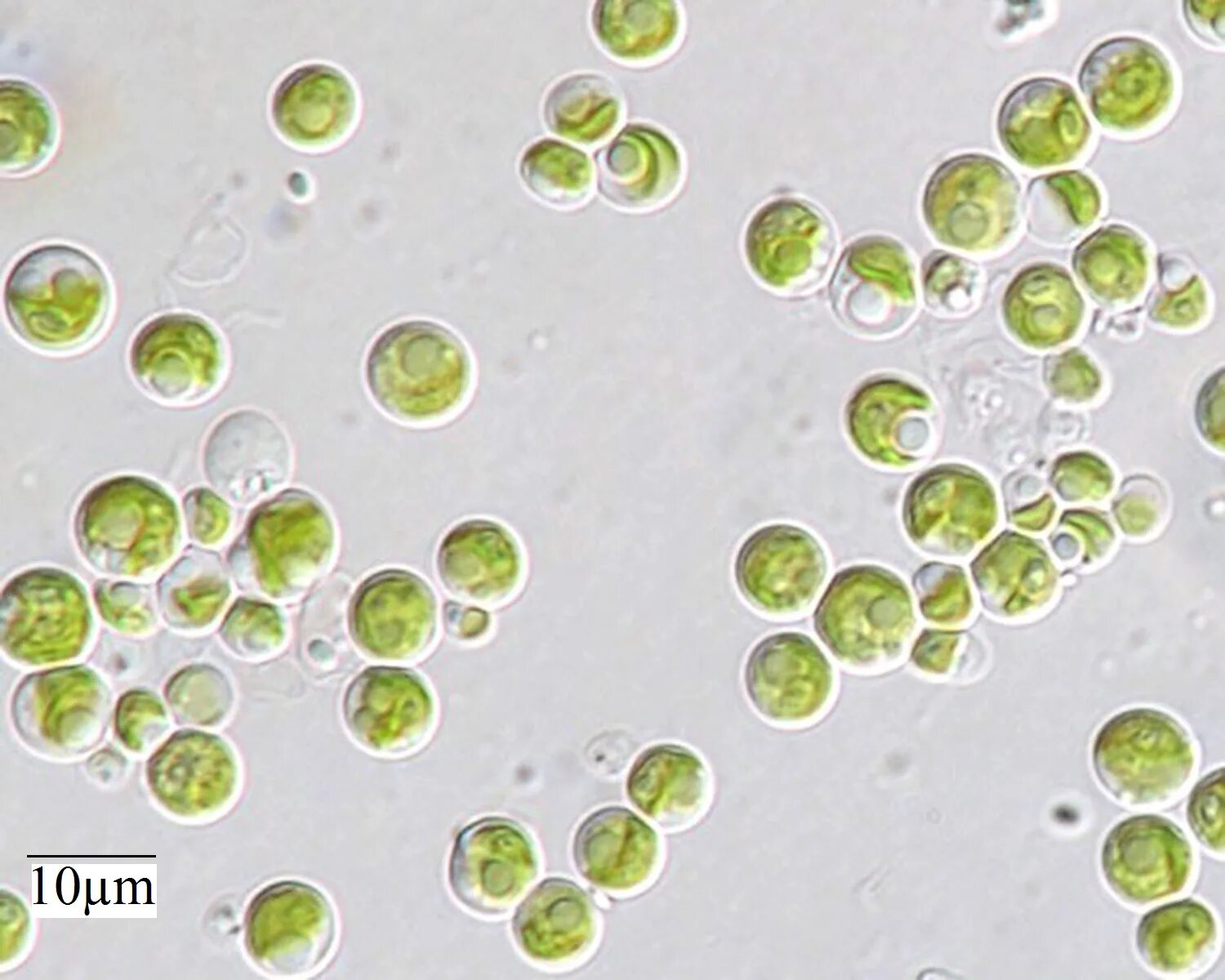 Микроводоросли хлорелла. Одноклеточная водоросль хлорелла. Хлорелла вульгарис. Зеленые водоросли хлорелла.