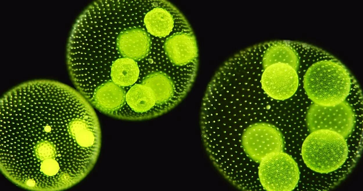 Вольвокс водоросль. Колониальные водоросли вольвокс. Цианобактерии одноклеточные водоросли. Вольвокс и хламидомонада.
