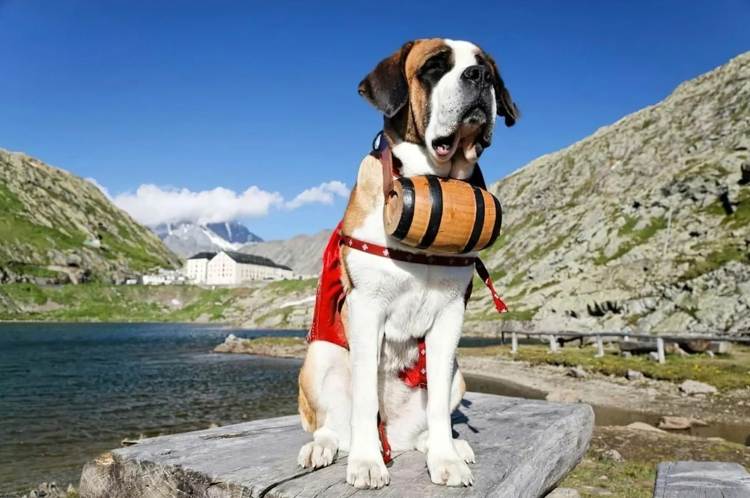Монастырь сен бернар. Собака бернский зенненхунд. Бернский зенненхунд. Сенбернар райттес бренди беар. Сенбернар.