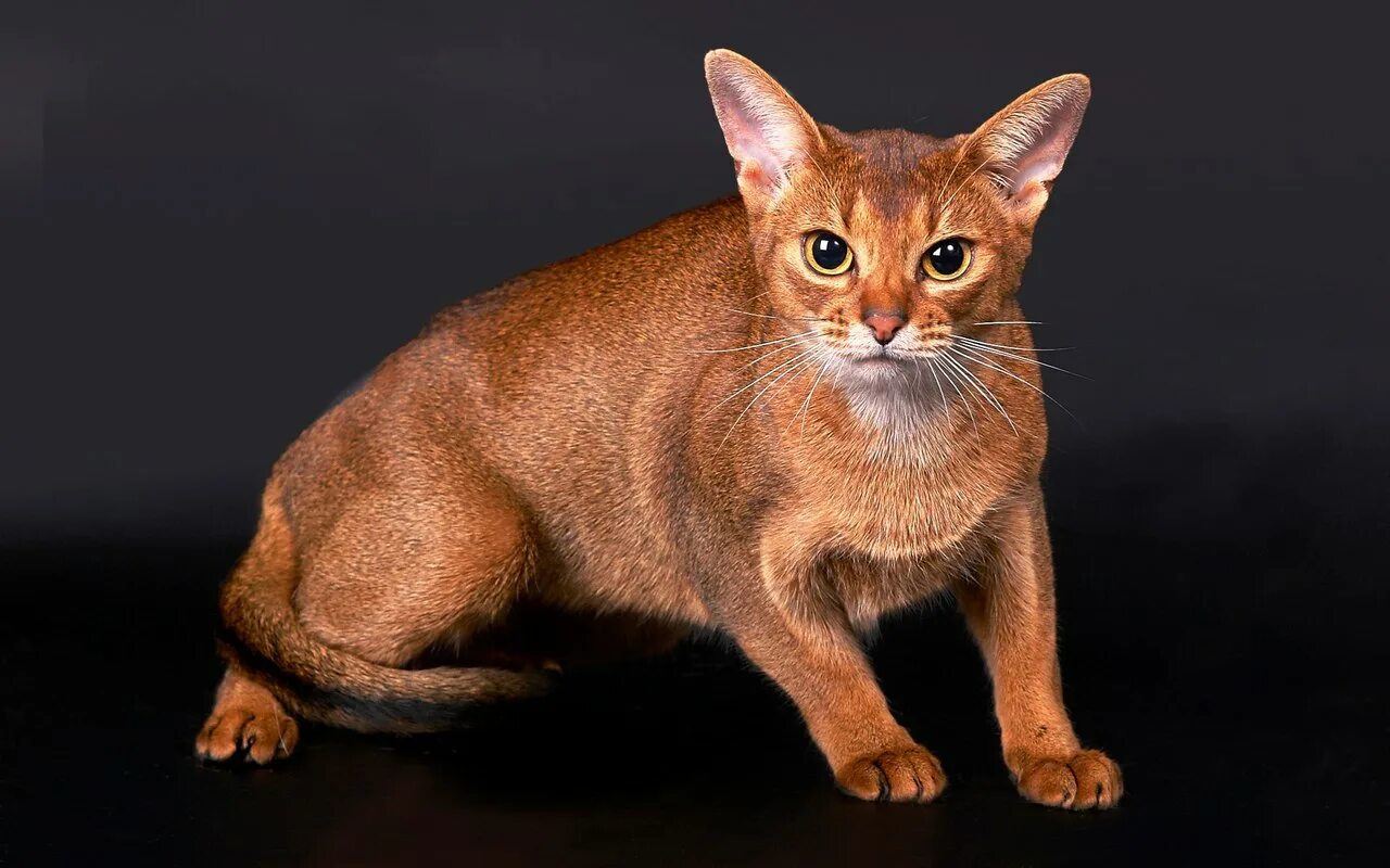 Фотографии абиссинскую породу. Абиссинская кошка. Кот породы абиссинец. Эфиопская кошка абиссинец. Абиссинская порода кошек Абиссинская.