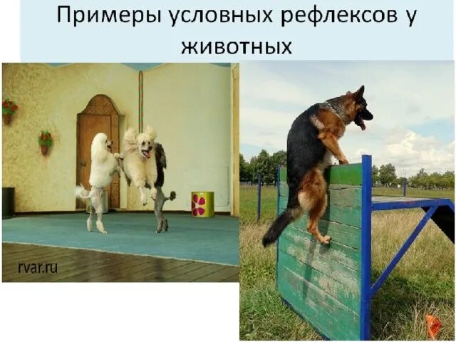 Выберите три примера условных рефлексов Симпатический и парасимпатический тонус Студопедия