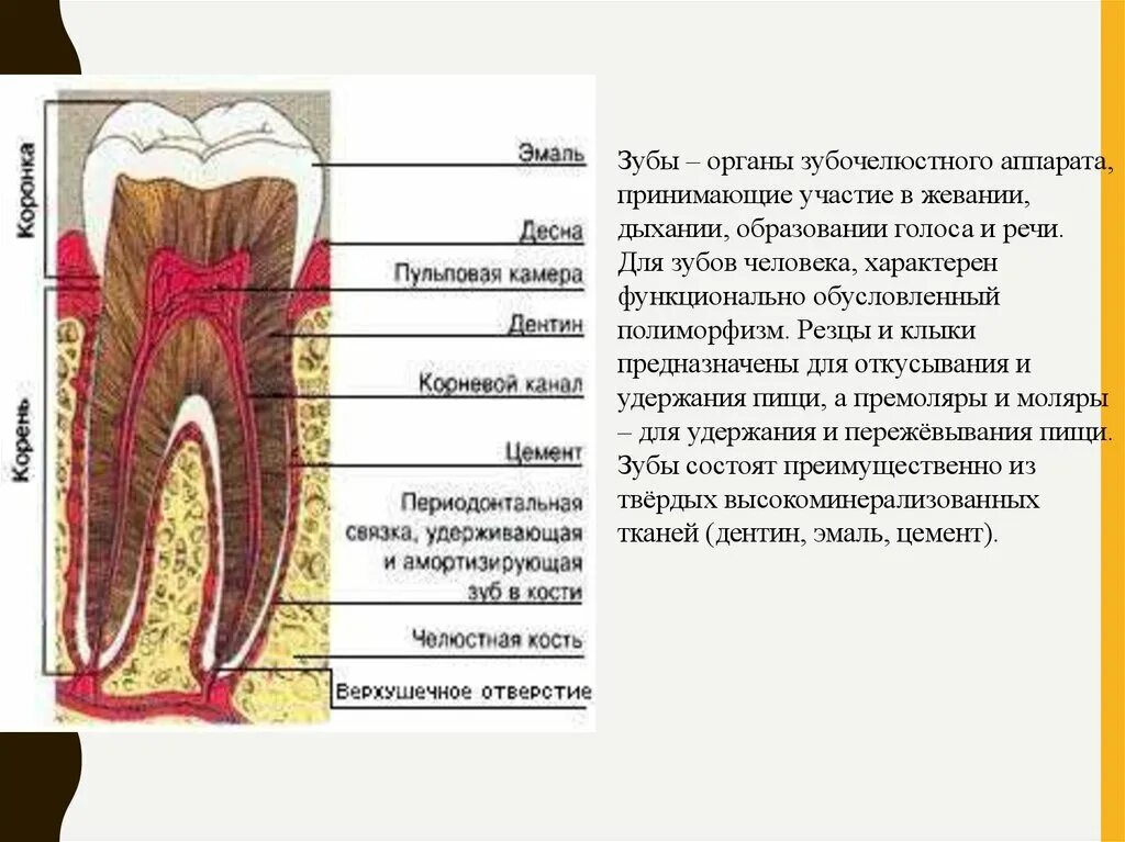 Клиническая и анатомическая коронка. Анатомическая коронка зуба это. Формы зубных дуг. Этапы изготовления штампованных коронок. Клиническая и анатомическая коронка.