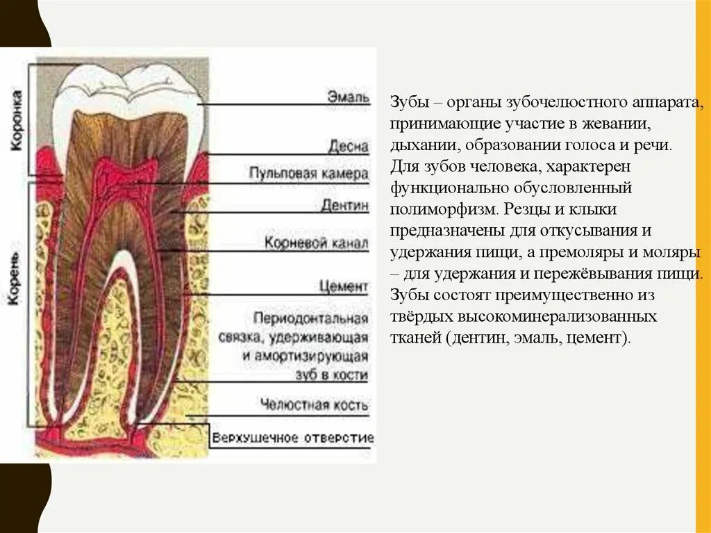 Анатомическое строение зуба гистология. Клиническое строение зуба.