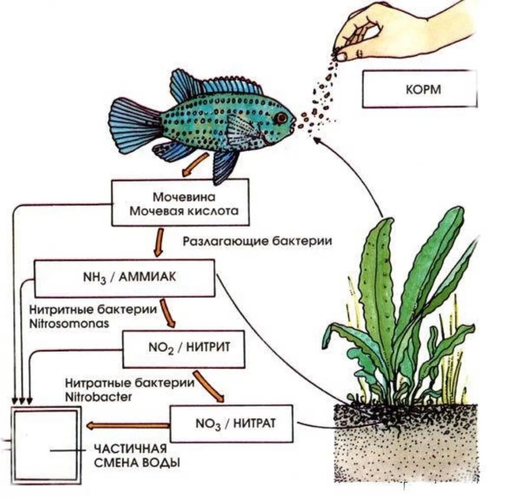 Пищевая цепь аквариума схема. Пищевая сеть аквариума схема. Пищевая сеть экосистемы аквариума. Цепи питания в аквариуме с мирными рыбами. Рассчитайте давление в аквариуме на рыбку