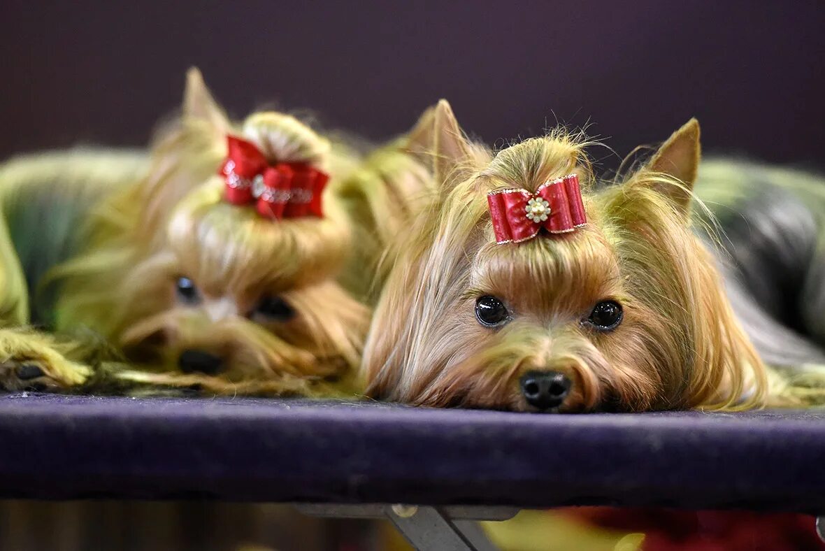 йоркширский терьер. йоркширский терьер арчи. грумминг йорка. яшкинский терьер. йоркширский терьер вива.