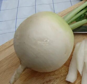 Гибрид редьки