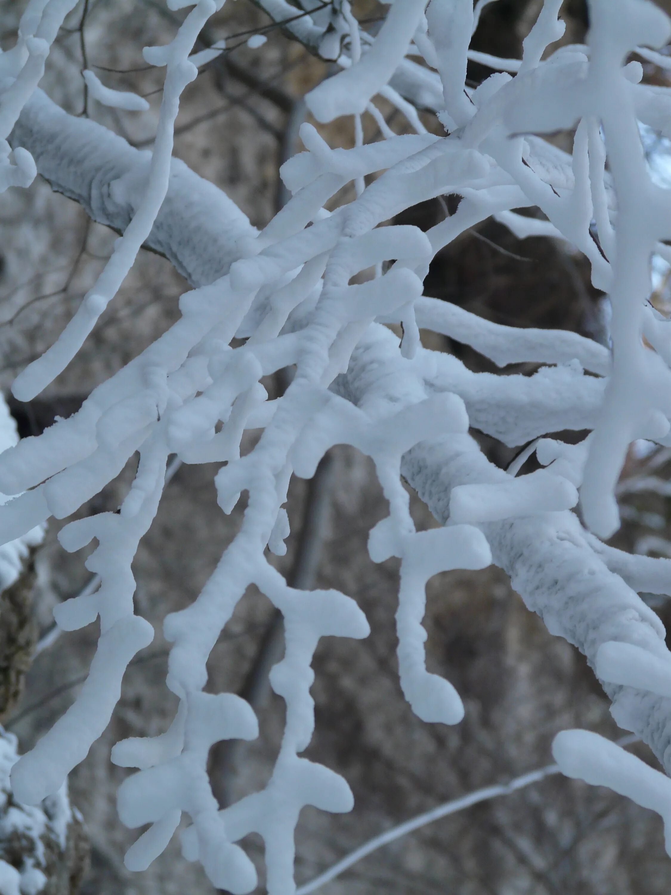 White freeze. Ледяное дерево. Замороженные деревья. Зимние листья на белом. Сосульки.