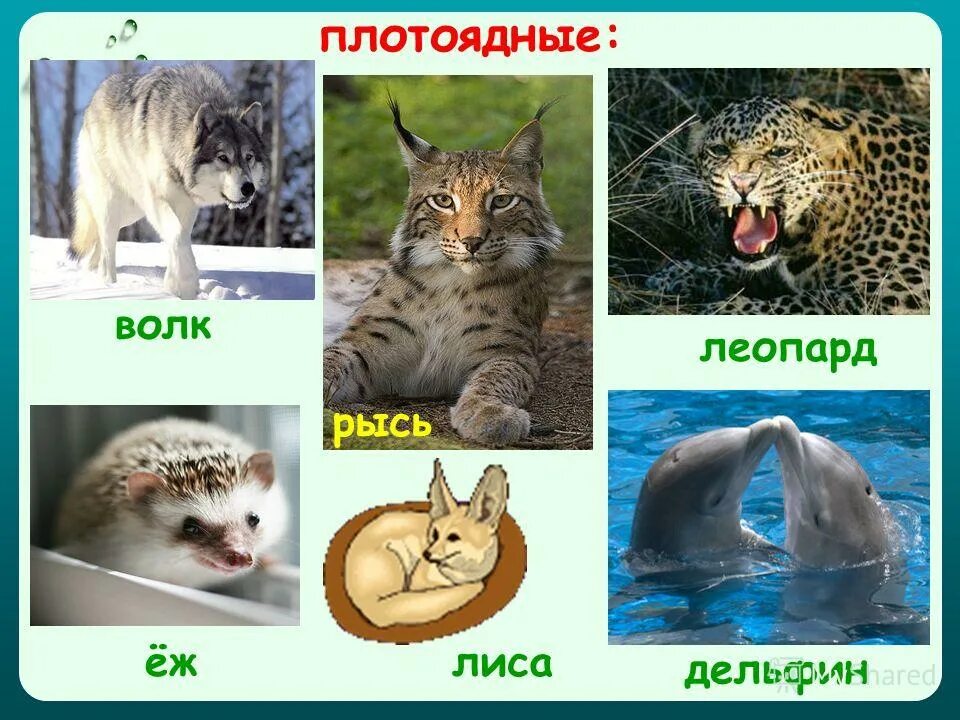 хищники названия животных. семейство кошачьих список. плотоядные и всеядные животные. хищные животные для дошкольников. хищные животные.