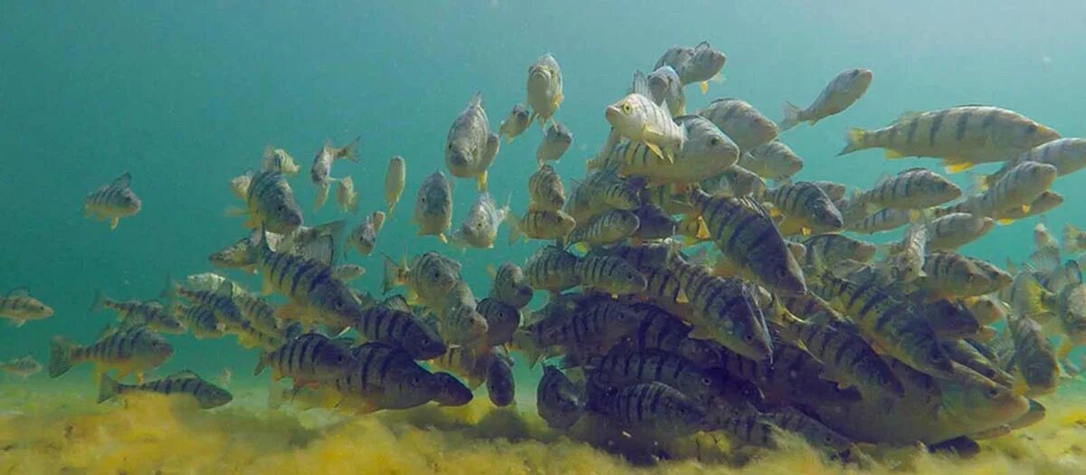 Окунь обыкновенный. Речной окунь стая. Окунь. Окунь под водой. Ихтиофауна балтийского моря.