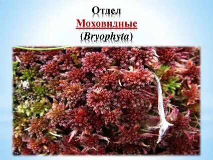 Тест по биологии 7 класс моховидные растения