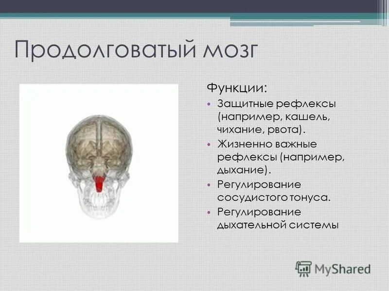 Варолиев мозг функции. Варолиев мозг функции