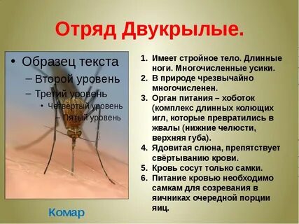 Сколько ног у 20