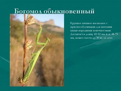 Большая выпь черты приспособленности