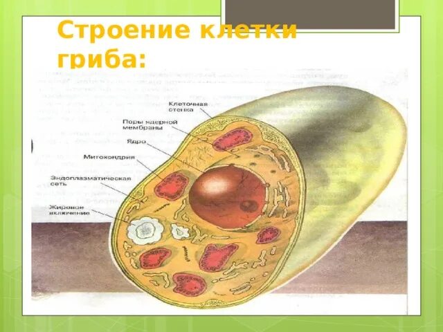 Клетка гриба схема. Строение клетки грибов 7 класс. Строение грибной клетки 5 класс биология. Строение клетки гриба 7 класс. Клетки гриба не имеют ядра