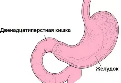 12 перстная кишка у женщин
