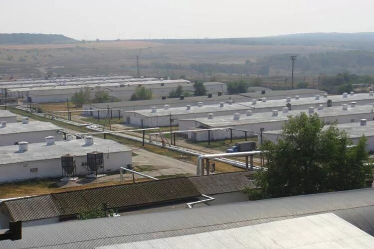 Тольяттинская птицефабрика стелла. Тольяттинская птицефабрика. Трубачев дмитрий александрович тольяттинская птицефабрика. Оао тольяттинская птицефабрика. Тольяттинская птицефабрика в самарской области.