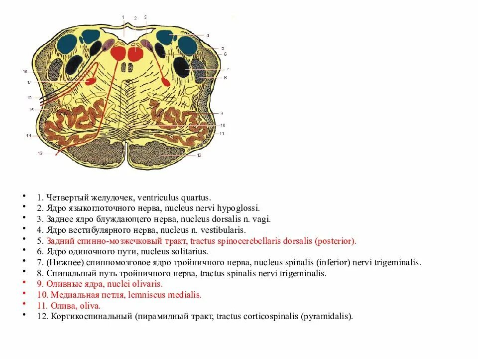 Нервные продолговатого мозга. Улитковые ядра продолговатого мозга. Ядра черепных нервов продолговатого мозга. Ядра ЧМН В продолговатом мозге. Черепные ядра продолговатого мозга.