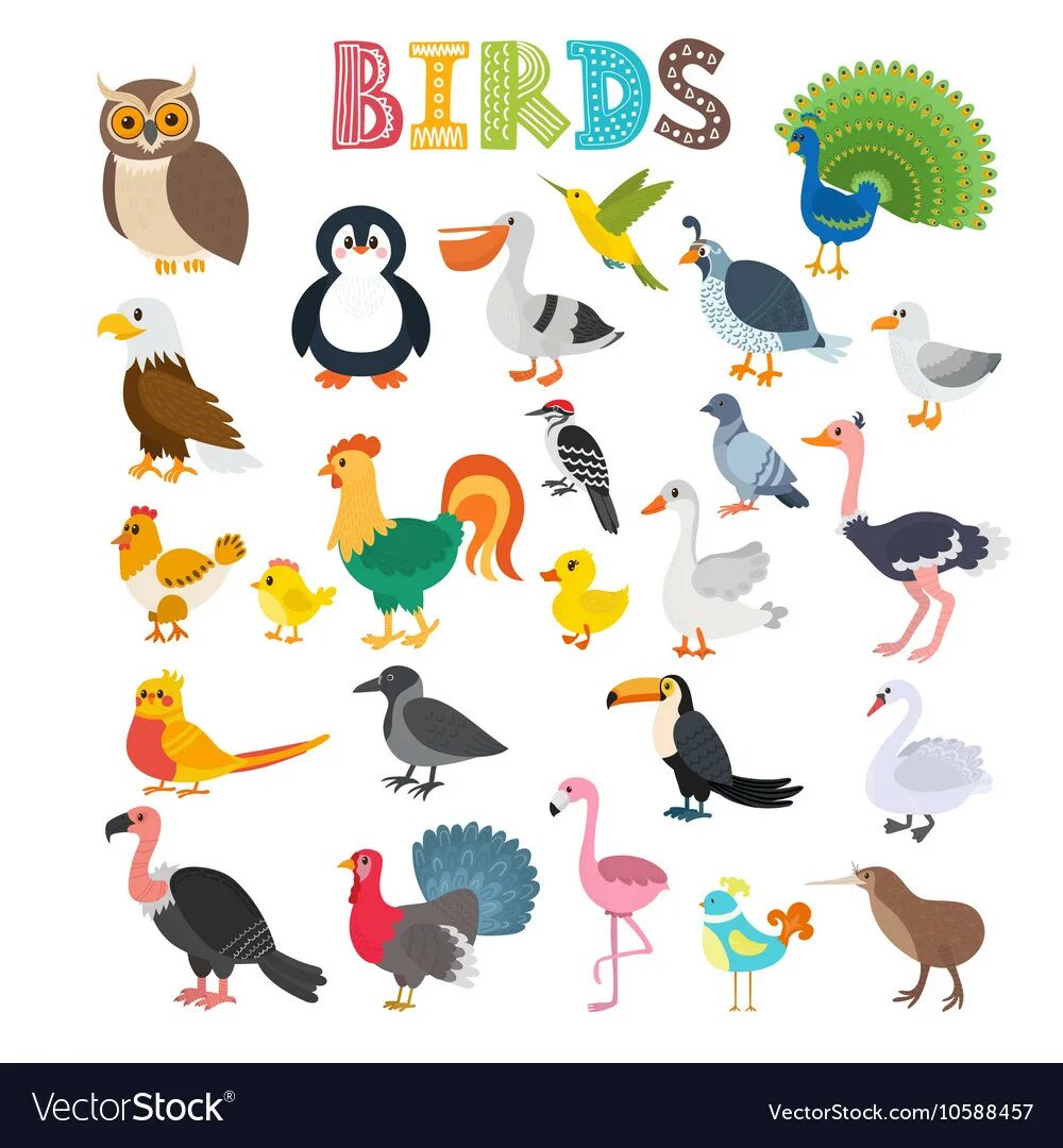 Kind birds. Мультяшных виды птиц. Kinds of Birds for Kids. Bird Kid vector. Cartoon Birds different Colors.