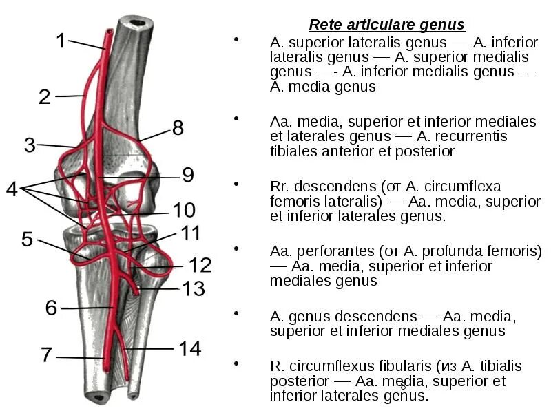 Подколенная артерия, a. Arteria genus перевод с латинского. Артерии коленного сустава. Лучевая артерия анатомия ветви. Arteria genus перевод с латинского.
