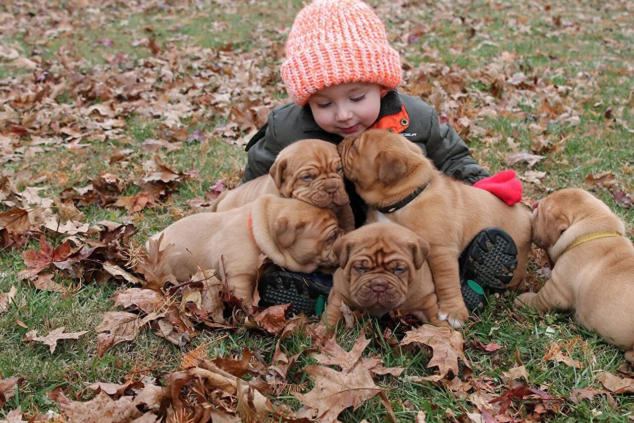 Домашние питомцы. Счастливая семья с собакой. Семья с собакой. Забавные кошки и собаки. Много собак и детей.