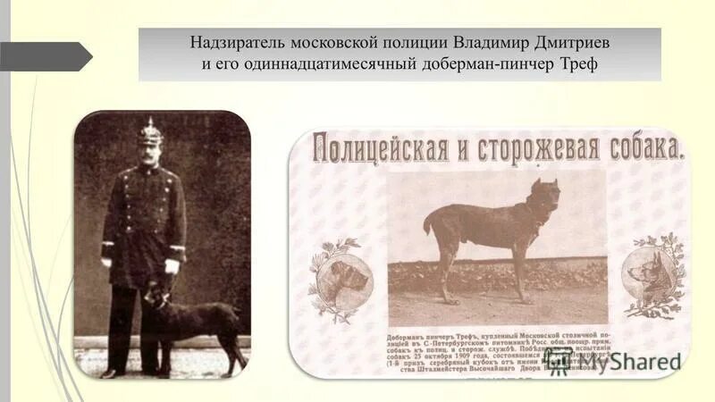 Собака надзиратель. Еот в полицейской форме. Собака надзиратель. Равенсбрюк концентрационный лагерь надзирательницы. Овчарка гитлера.