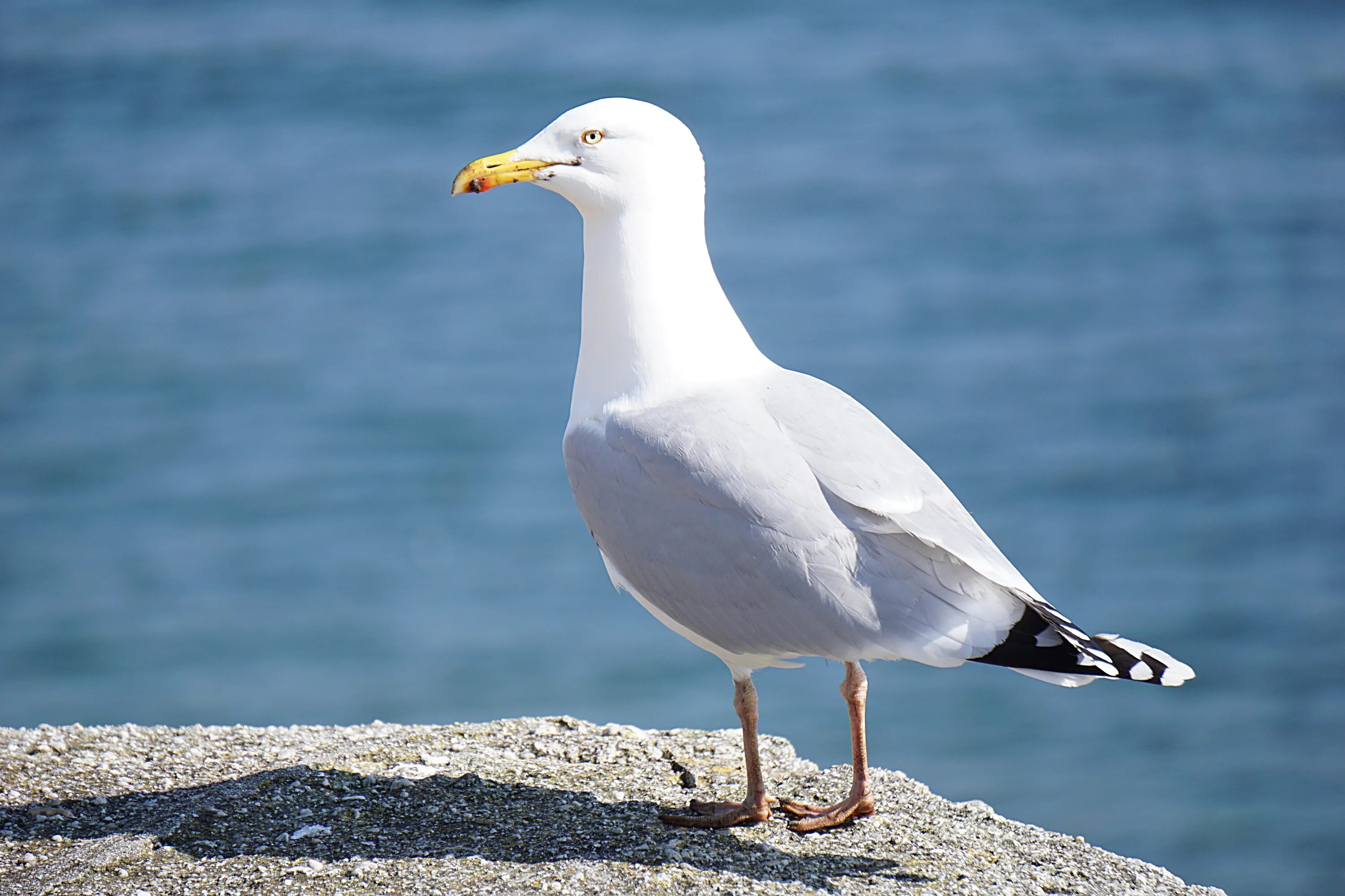 Чайка фото птицы. Откуда чайки. Seagull 4a. Откуда чайки. Городские чайки.