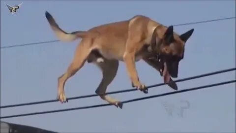 Видео малинуа в работе