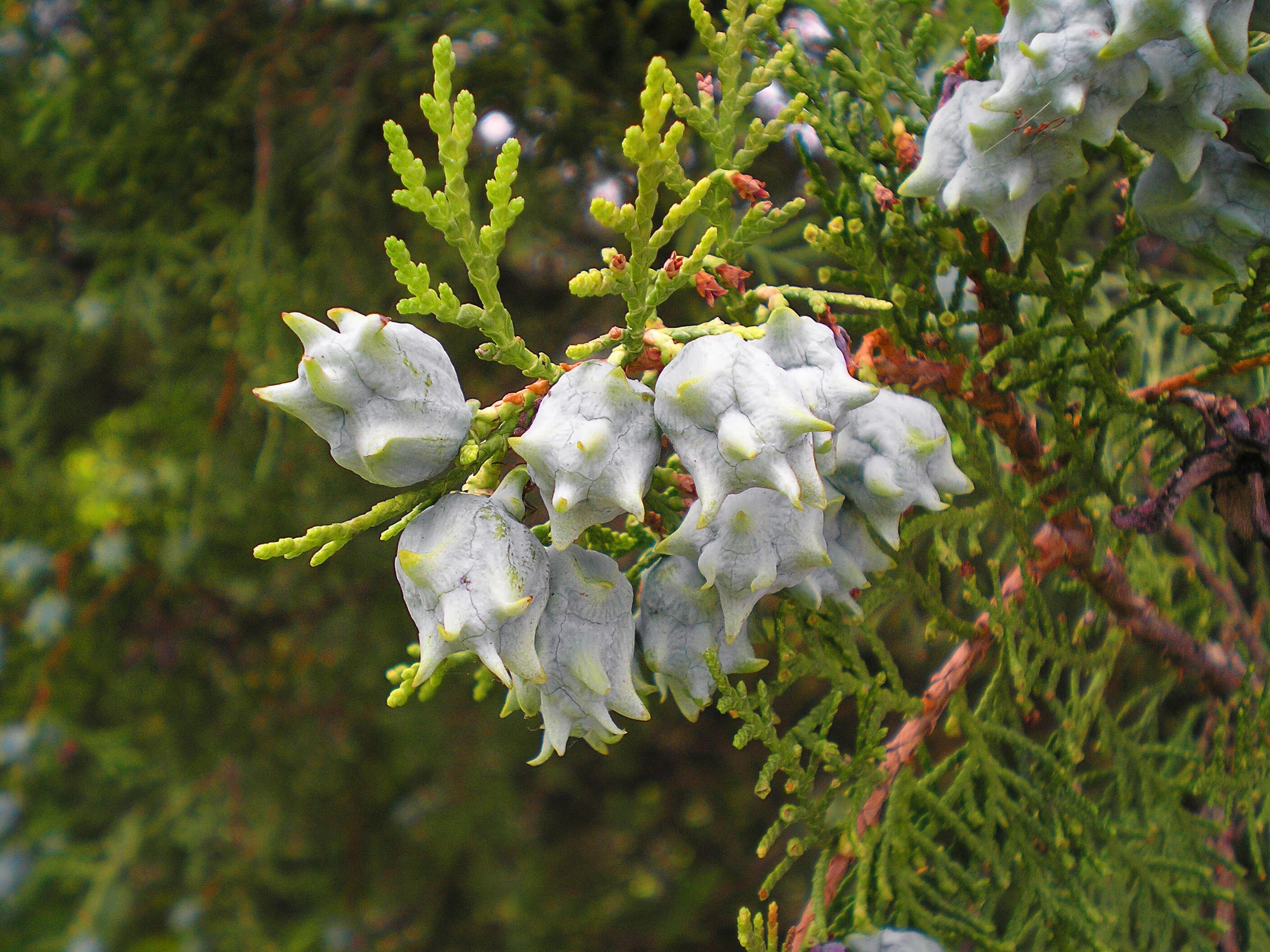 туя западная цветение. цветение туи. цветущая туя. туя западная цветение. цветение туи.