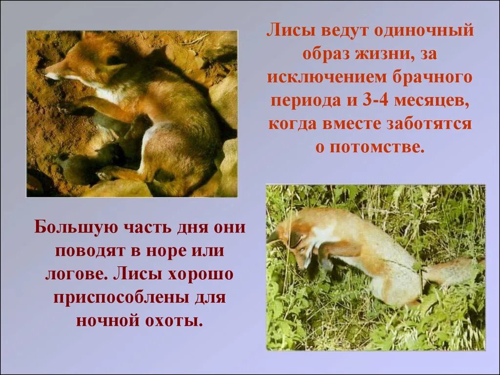 Одиночный образ жизни животных. Образ жизни лисы. Животные которые ведут одиночный образ жизни. Лисица описание.