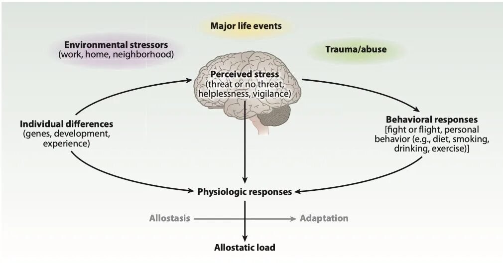 Physiological response