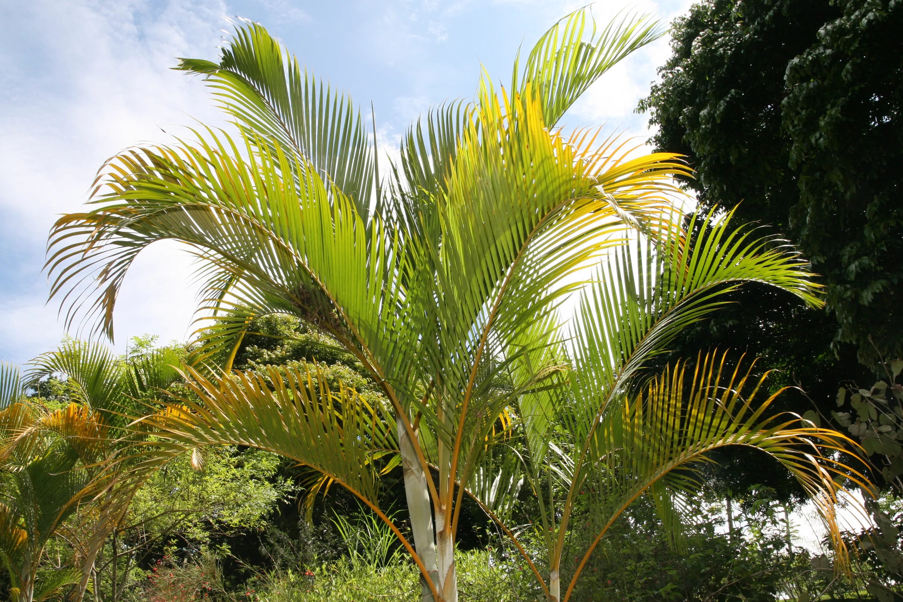 Дипсис желтоватый. Дипсис lutescens. Dypsis lutescens. Dypsis lutescens (Дипсис, Пальма).