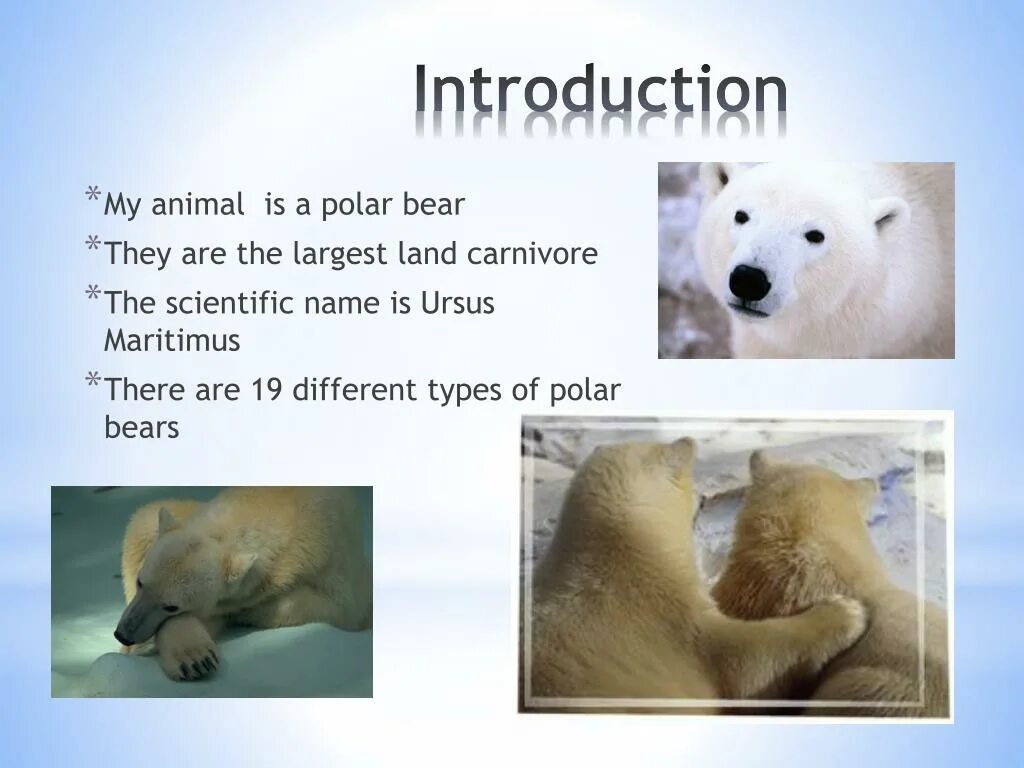 Polar перевод. Рассказ о медведе на английском языке. Рассказ про белого медведя на английском. Описание полярного медведя на английском. Полярный медведь сообщение на английском.