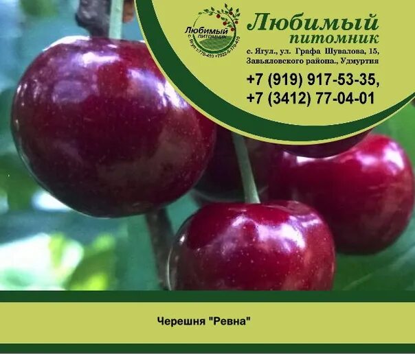 Интернет магазина питомника любимый сад. Питомник растений в ягуле. Интернет магазина питомника любимый сад. Лпх " любимый сад". Интернет магазина питомника любимый сад.