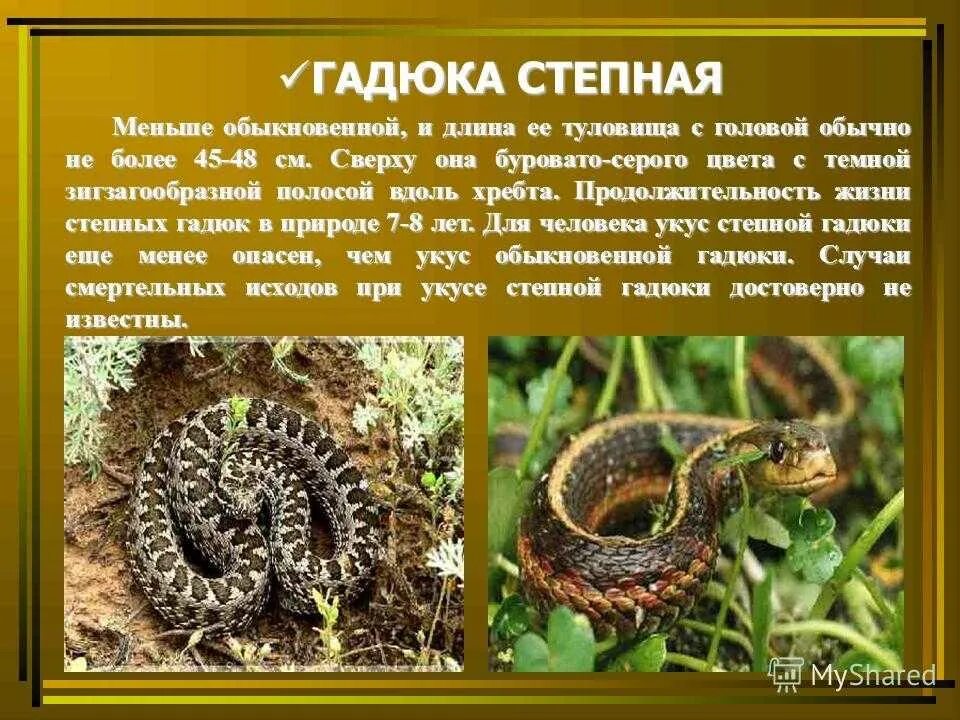 Сообщение про степную гадюку. Степная гадюка описание. степная гадюка сообщение. степная гадюка сообщение 4 класс. степная гадюка местообитание.